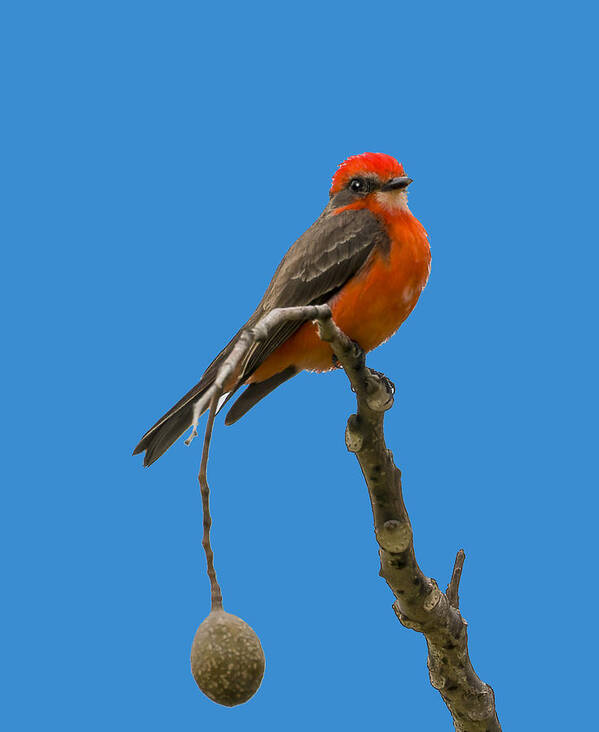 Vermilion Flycatcher Poster featuring the photograph Vermilion Flycatcher 4 by Shane Bechler