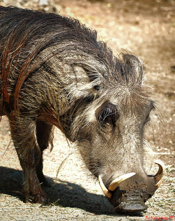 Warthog Poster featuring the photograph Warthog by Rene Vasquez