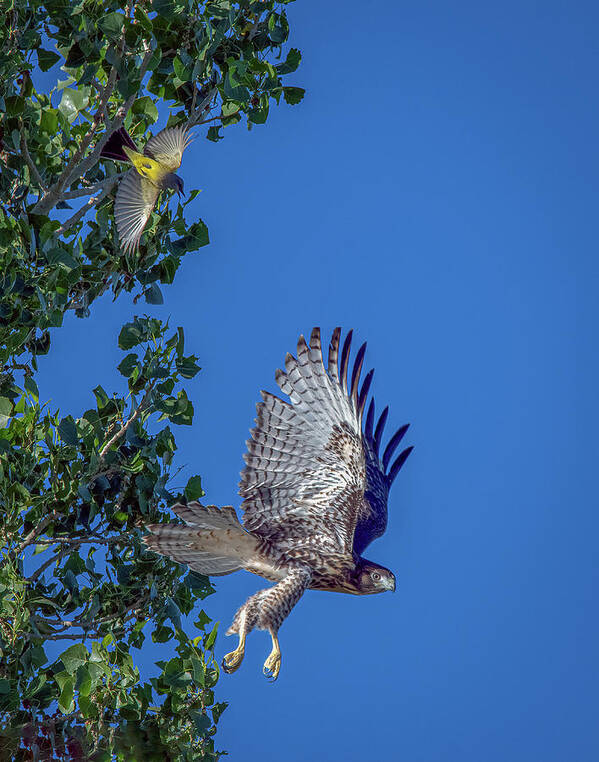 Red Tailed Hawk Poster featuring the photograph Western Kingbird vs Red Tailed Hawk 3 by Rick Mosher