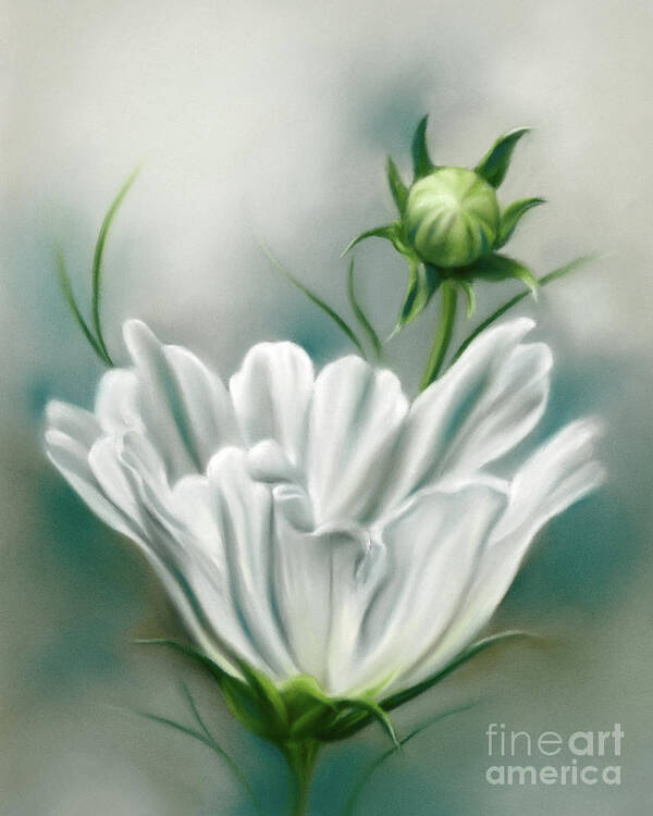 Botanical Poster featuring the painting White Cosmos Flower and Bud by MM Anderson