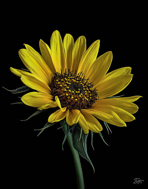Wild Sunflower Poster featuring the photograph Wild Sunflower by Endre Balogh