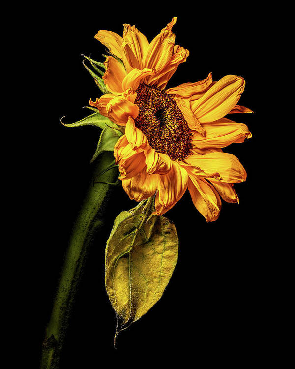4x5 Format Poster featuring the photograph Wilting Sunflower #5 by Kevin Suttlehan
