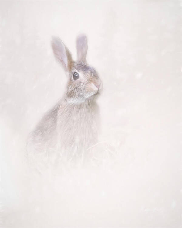 Hare Poster featuring the photograph Winter Hare by Marjorie Whitley
