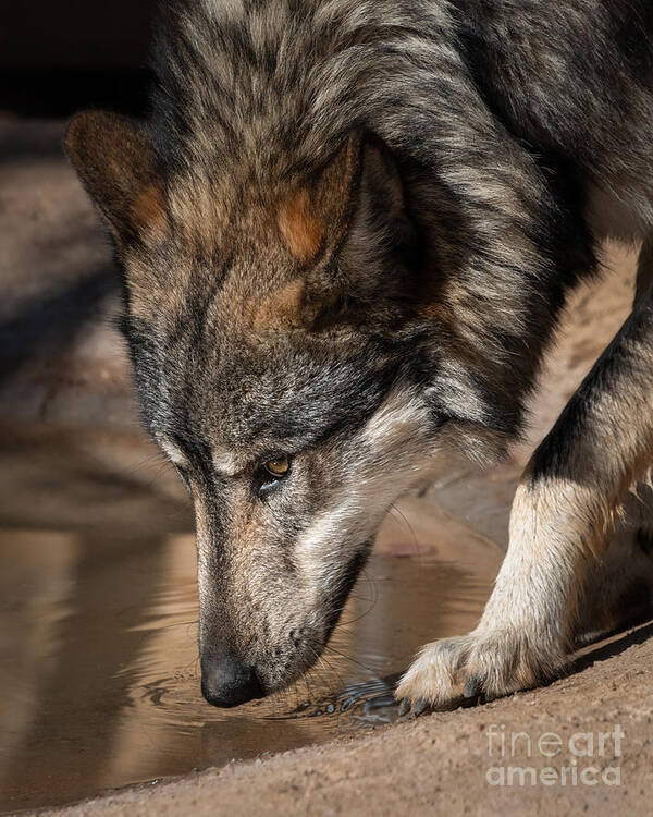 Endangered Mexican Grey Wolf Poster featuring the photograph Wolf at Watering Hole by Lisa Manifold