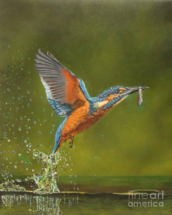 Kingfisher Poster featuring the painting Kingfisher...Working hard for my supper by Bob Williams