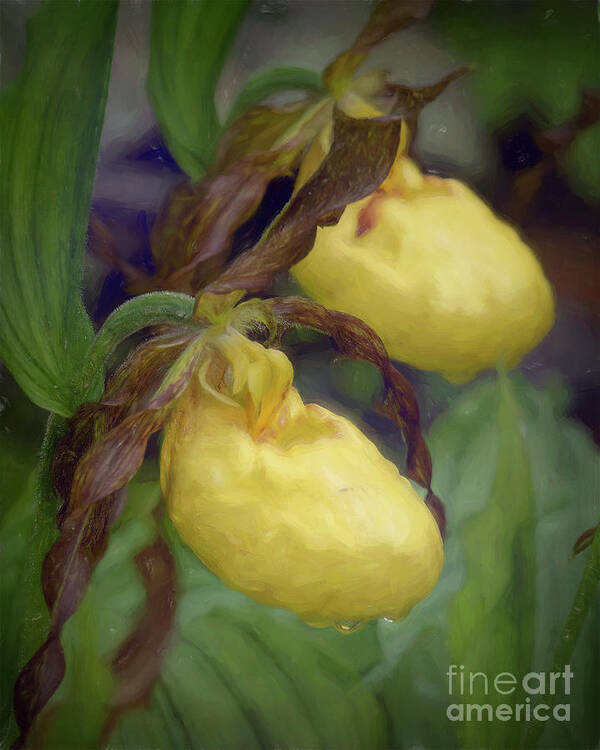 Lady Slipper Poster featuring the photograph Yellow Lady Slippers by Lorraine Cosgrove