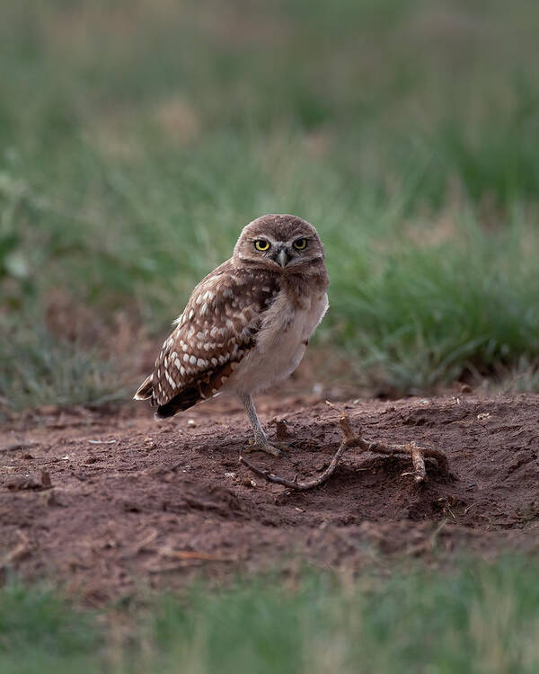 Burrowing Poster featuring the photograph Young Burrowing owl on one Leg by Gary Langley