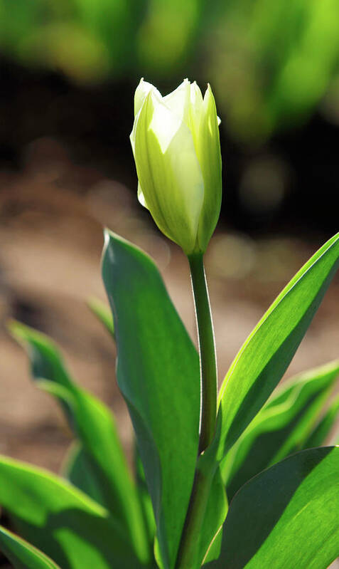 Flower Poster featuring the photograph Glowing Tulip by Arthur Fix