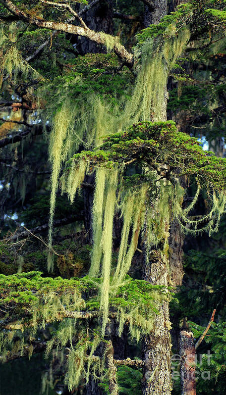 Moss Poster featuring the photograph Spanish Moss-Signed-#9502 by J L Woody Wooden