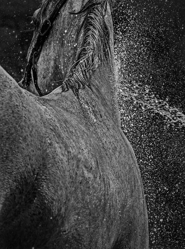 Horse Poster featuring the photograph Horse Cool Off by Phil Cardamone