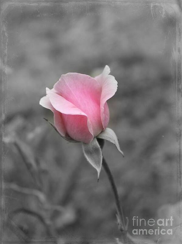 Pink Rose Poster featuring the photograph A Hint of Pink #1 by Clare Bevan