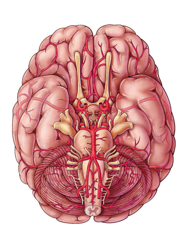 Art Poster featuring the photograph Arteries Of The Brain, Illustration #1 by Evan Oto