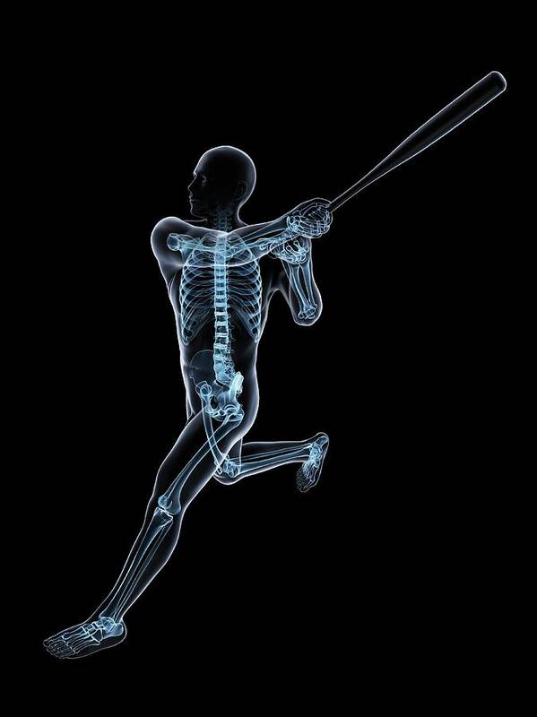 Skeleton Poster featuring the photograph Baseball Player #1 by Sciepro/science Photo Library