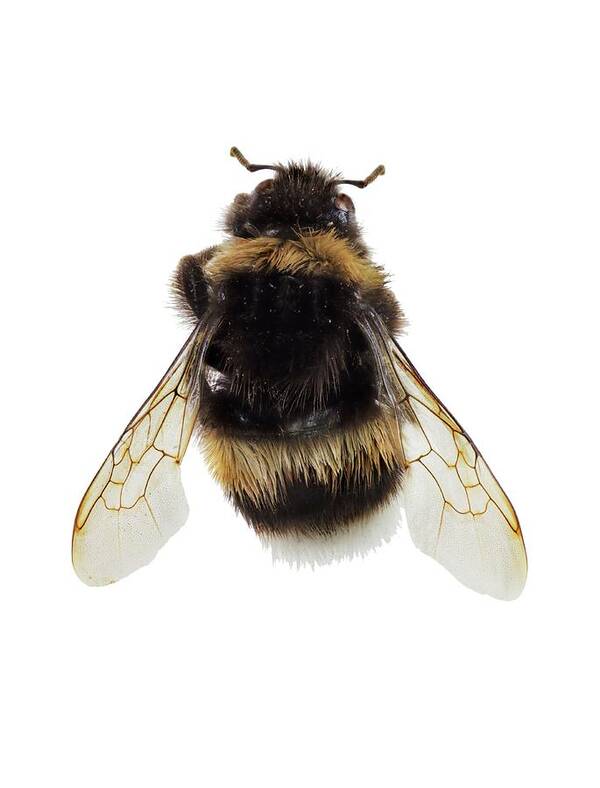 1 Poster featuring the photograph Buff-tailed Bumblebee #1 by F. Martinez Clavel