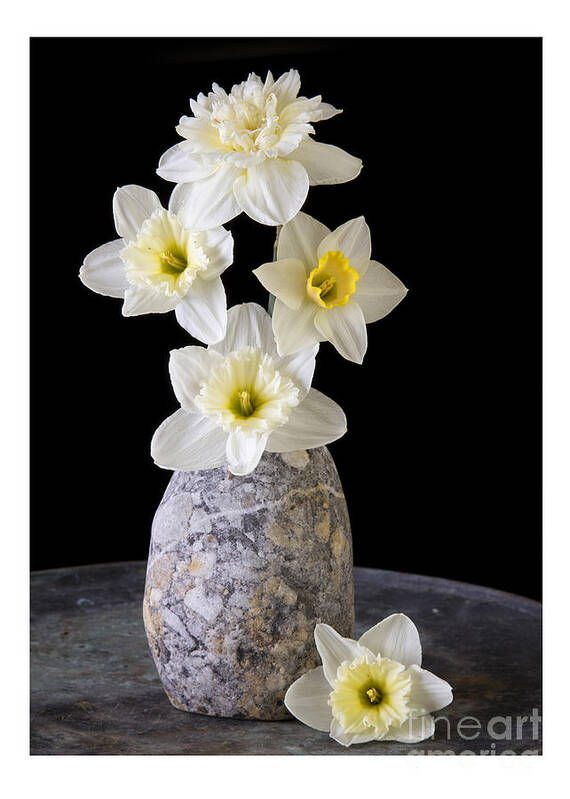 Narcissus Poster featuring the photograph Daffodils #1 by Edward Fielding