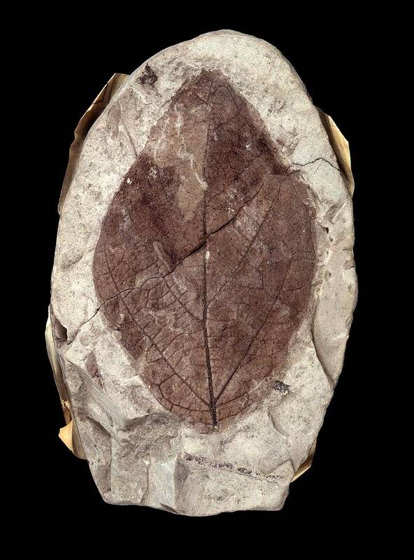 Angiosperm Poster featuring the photograph Fossil leaf #1 by Science Photo Library