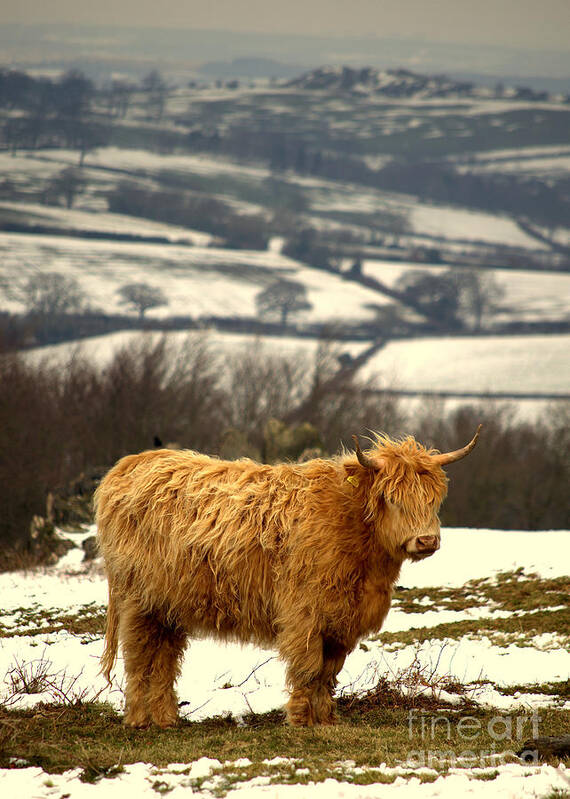 Winter Poster featuring the photograph Highland Cow #2 by Linsey Williams
