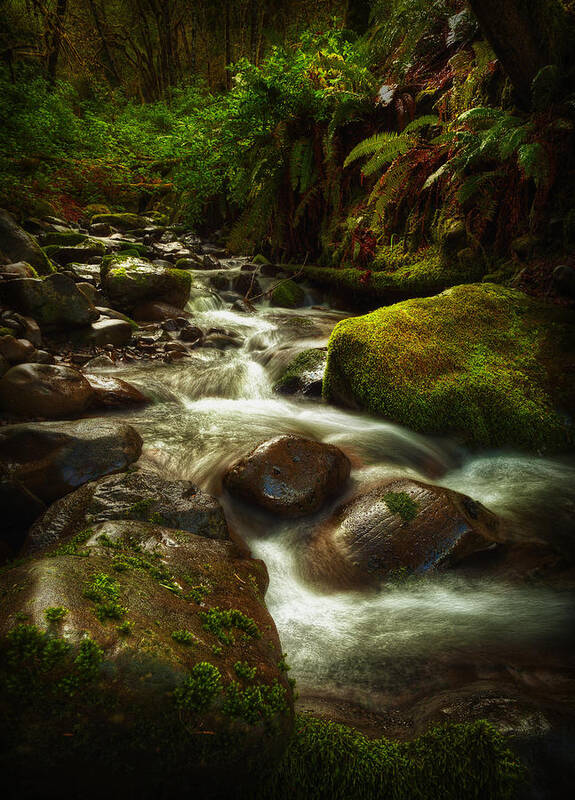 Water Poster featuring the photograph Hoh Stream #1 by Stuart Deacon