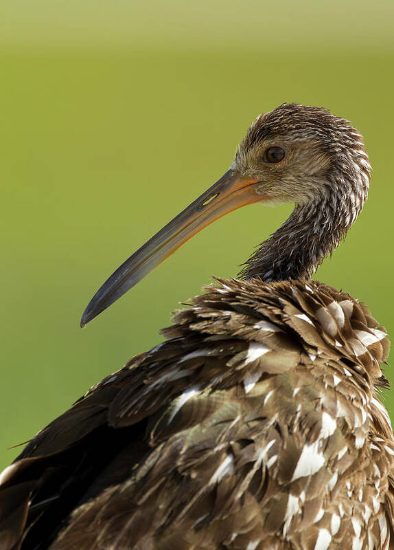 Aramus Guarauna Poster featuring the photograph Limpkin, Aramus Guarana, Viera #1 by Maresa Pryor