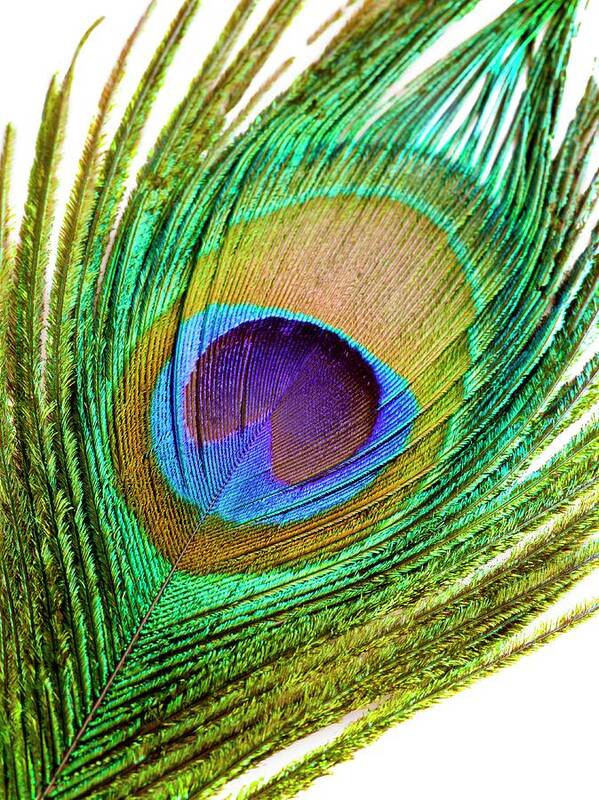 Attraction Poster featuring the photograph Peacock Feather #1 by Science Photo Library