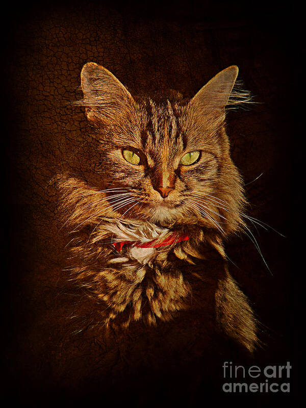 Cat Poster featuring the photograph Portrait of a tramp cat #2 by Binka Kirova