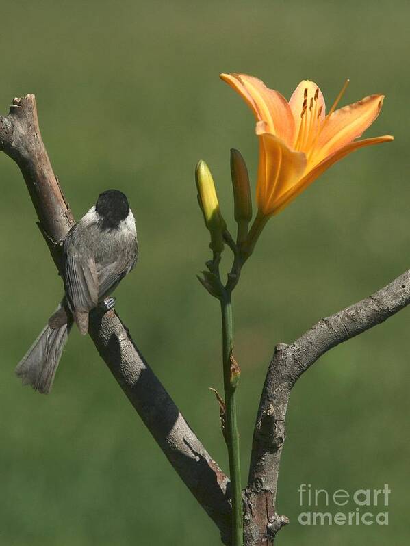 Nature Poster featuring the photograph Black-capped Chickadee #110 by Jack R Brock