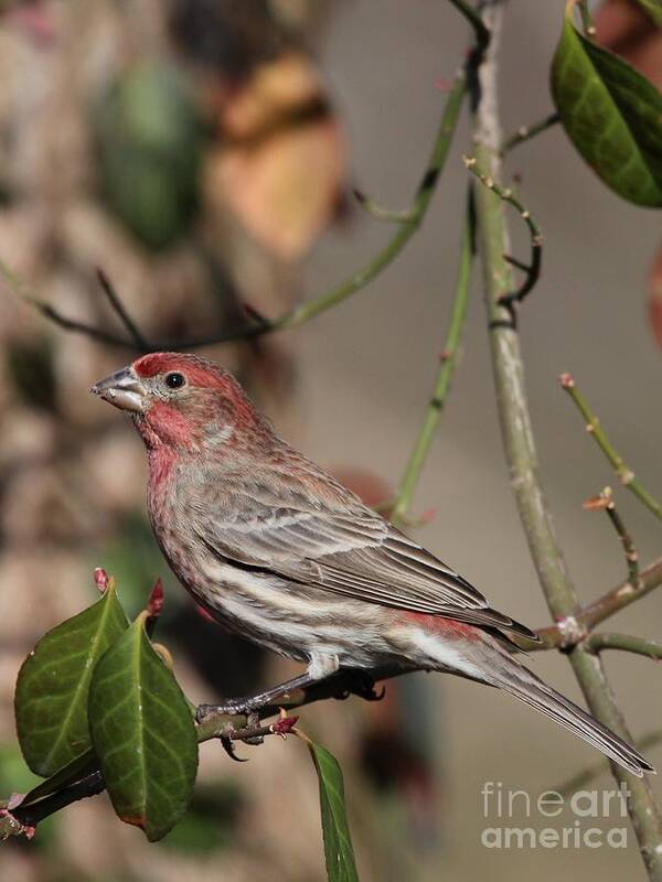 Nature Poster featuring the photograph House Finch #137 by Jack R Brock