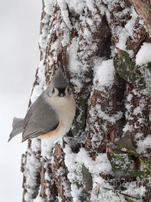 Nature Poster featuring the photograph Tufted Titmouse #143 by Jack R Brock