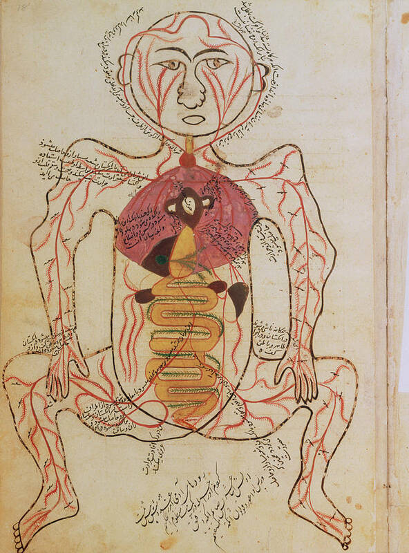 Artery Poster featuring the photograph 15th Century Drawing Of The Gut And Arteries. by National Library Of Medicine/science Photo Library