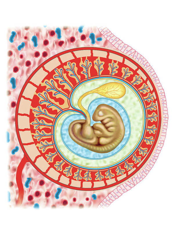 Anatomy Poster featuring the photograph Embryo #17 by Asklepios Medical Atlas