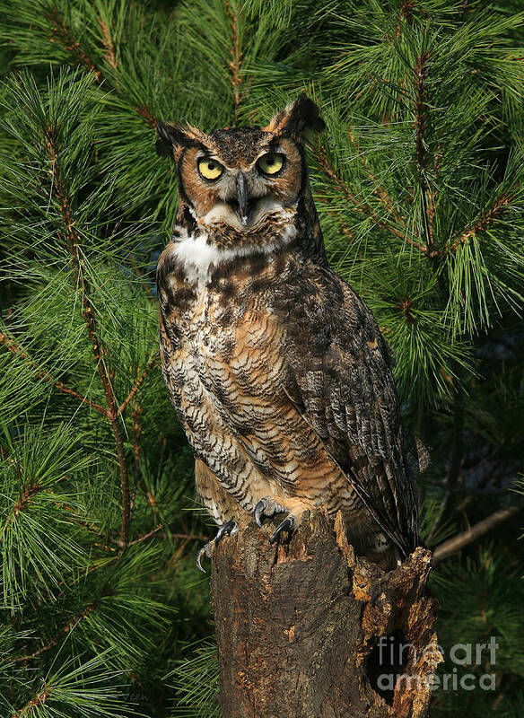 Owl Poster featuring the photograph Great Horned Owl #2 by Clare VanderVeen