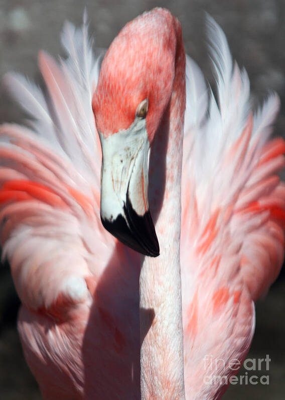 Flamingo Poster featuring the photograph Pretty Flamingo #2 by Sheryl Unwin
