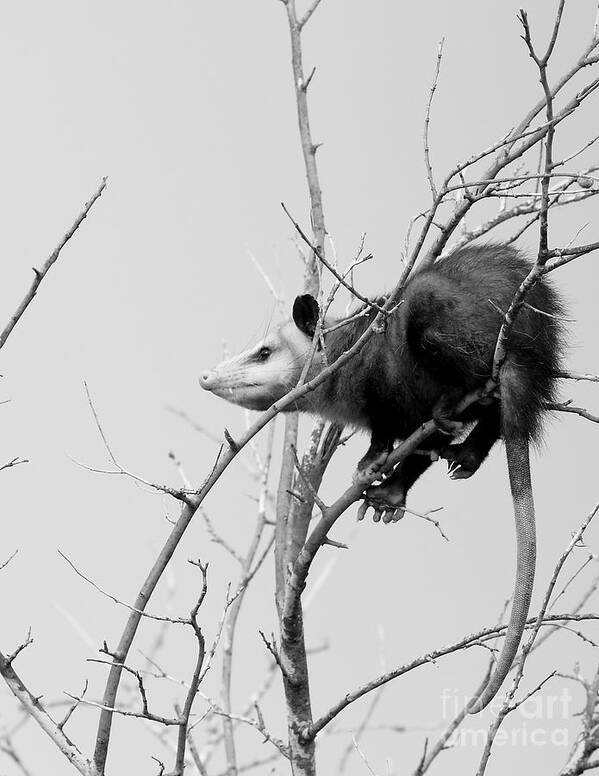 Possum Poster featuring the photograph Treed Opossum #2 by Robert Frederick