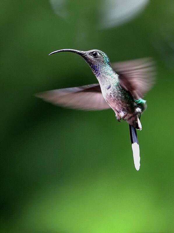 Animal Poster featuring the photograph Violet Sabrewing Hummingbird #2 by Nicolas Reusens