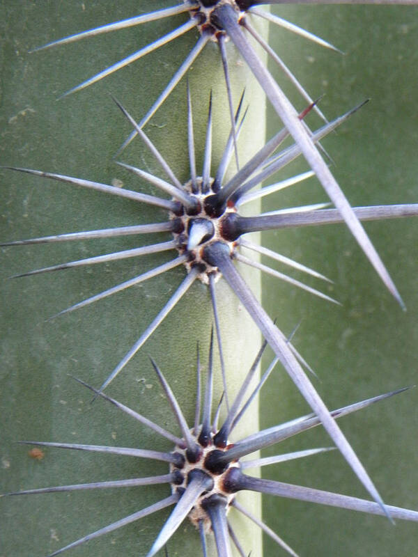 Cactus Poster featuring the photograph Cactus Thorns #3 by Deb Halloran