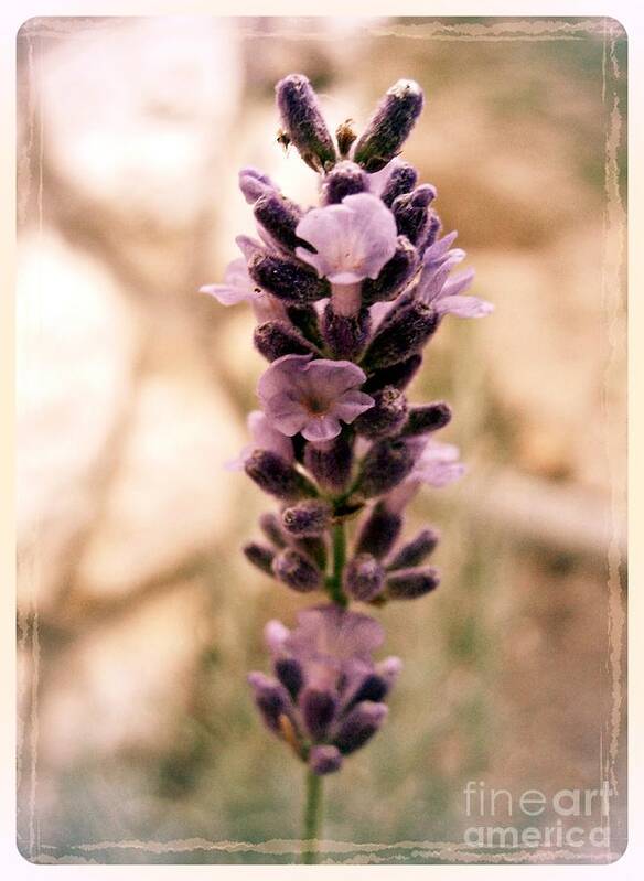 Lavender Poster featuring the photograph Lavender 4 by Nina Ficur Feenan