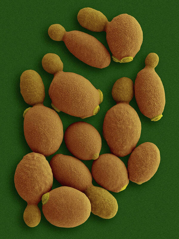 Komagataella Poster featuring the photograph Methylotrophic Yeast (komagataella Phaffii) #3 by Dennis Kunkel Microscopy/science Photo Library