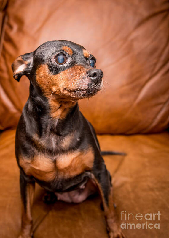 Miniature Pinscher Poster featuring the photograph 3 Resized by Jim DeLillo