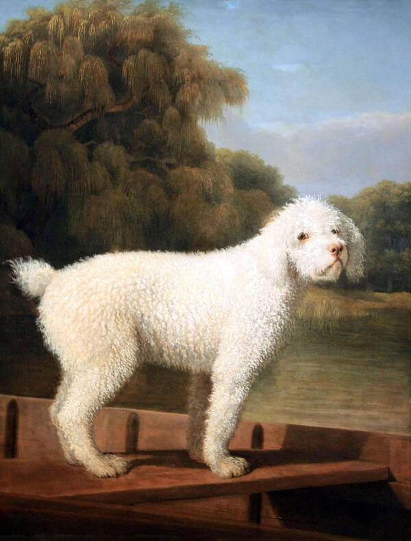 White Poodle In A Punt Poster featuring the photograph Stubbs' White Poodle In A Punt by Cora Wandel
