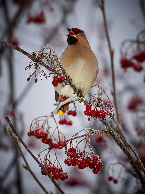 Bombycilla Garrulus Poster featuring the photograph Bohemian waxwings eating rowan berries #4 by Jouko Lehto