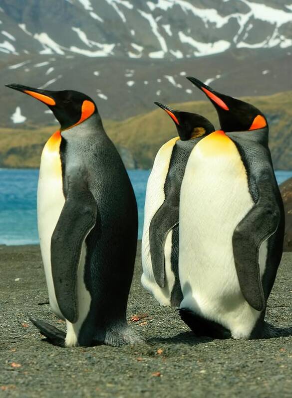 3 Penguins Poster featuring the photograph King Penguins #4 by Amanda Stadther