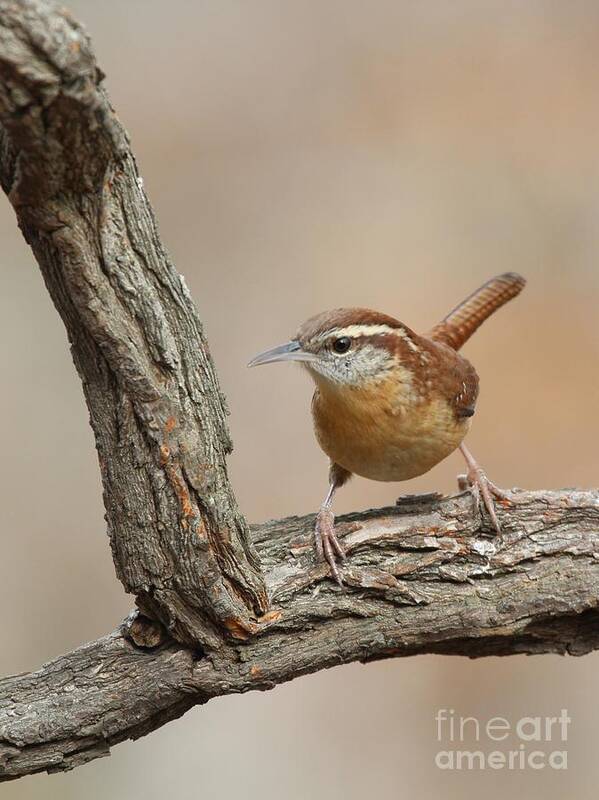 Nature Poster featuring the photograph Carolina Wren #41 by Jack R Brock