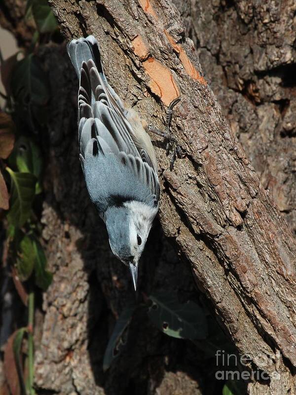 Nature Poster featuring the photograph White-breasted Nuthatch #41 by Jack R Brock