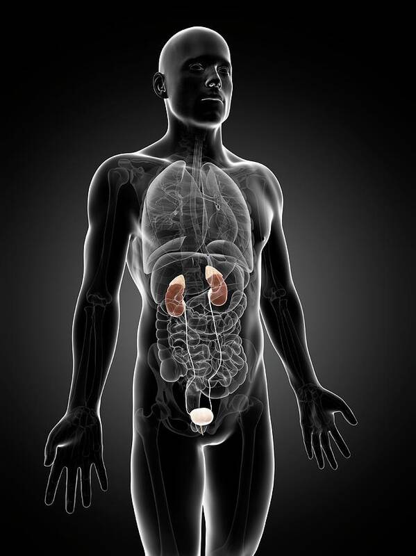 Artwork Poster featuring the photograph Human Urinary System #5 by Sebastian Kaulitzki