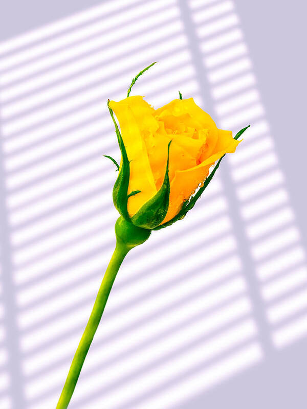 Blinds Poster featuring the photograph Yellow Rose #5 by Mark Llewellyn