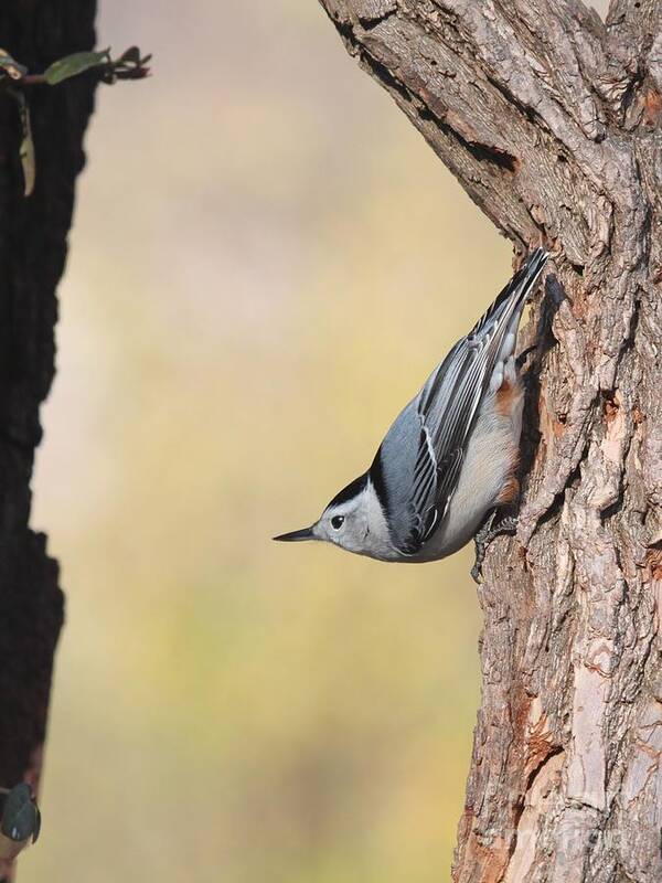 Nature Poster featuring the photograph White-breasted Nuthatch #52 by Jack R Brock