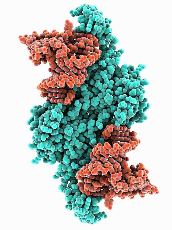 Artwork Poster featuring the photograph Ribonuclease Bound To Transfer Rna #7 by Laguna Design