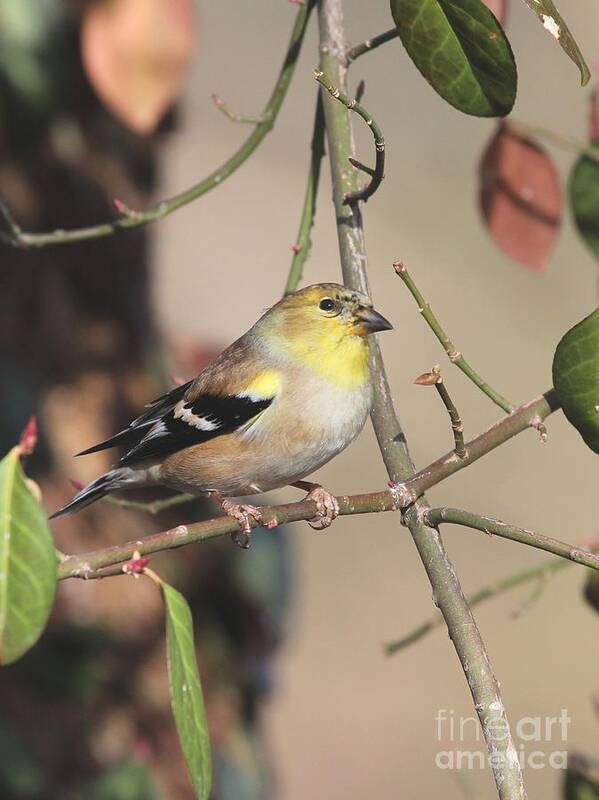 Nature Poster featuring the photograph American Goldfinch #83 by Jack R Brock