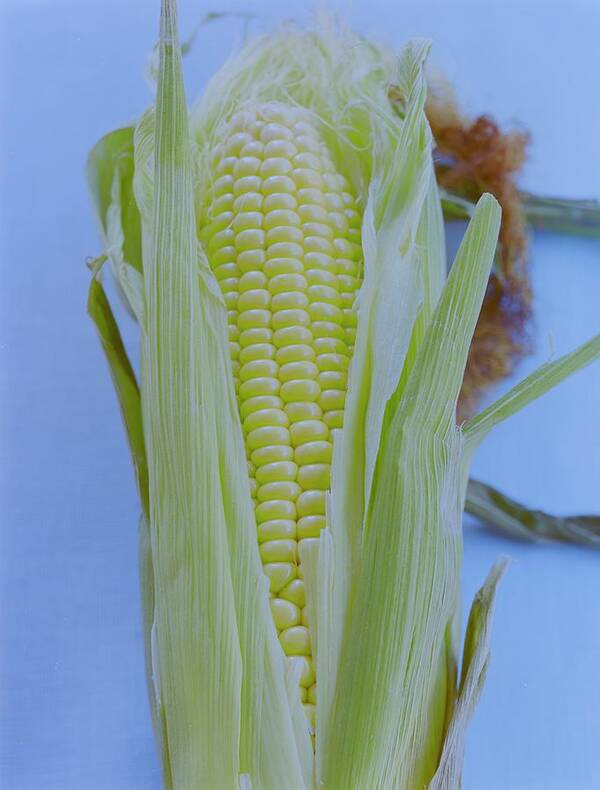 Corn Poster featuring the photograph A Cob Of Corn by Romulo Yanes