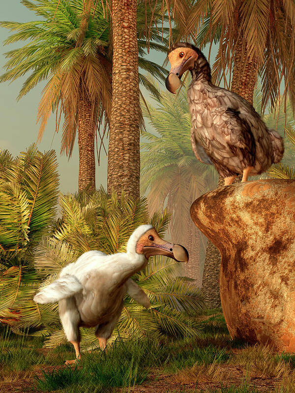 Prehistoric Era Poster featuring the digital art A Pair Of Dodo Birds Play A Game Of by Daniel Eskridge/stocktrek Images